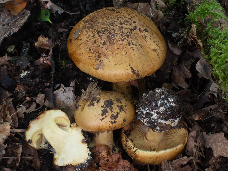 Cortinarius quercilicis